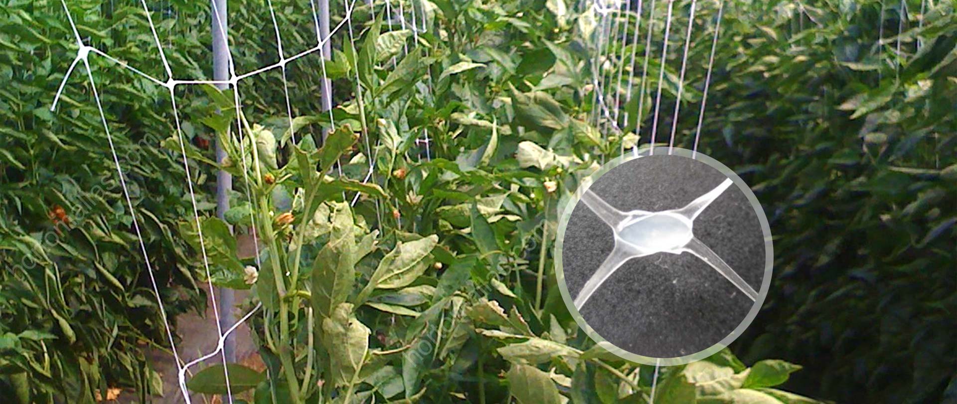 Trellis Netting/Plant Support Net