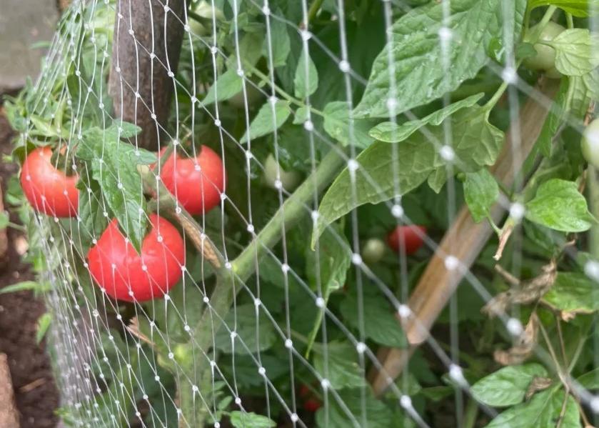 Plastic Fencing vs Wire Mesh: A Comparison for European Farms and Gardens