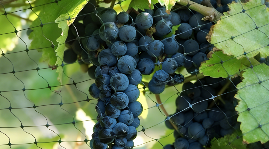 Plastic Fencing vs Wire Mesh: A Comparison for European Farms and Gardens